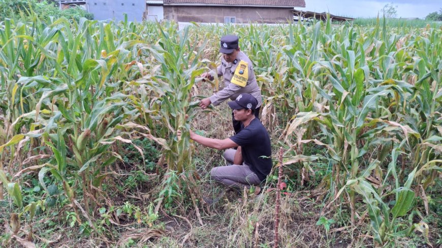 Bhabinkamtibmas Polres Malang Jadi Penghubung Program Ketahanan Pangan